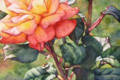 Remembering the Roses: Bright. Watercolour on paper, 22" x 15". Private collection