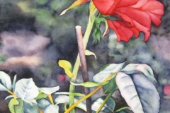 Remembering the Roses: Solo. Watercolour on paper, 22" x 15". Private collection