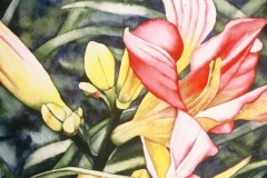 Lorna's Daylilies #3. Watercolour on paper, 15" x 11". Private Collection
