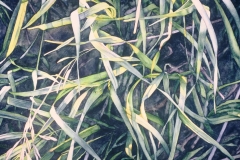 Grasslands Exploration, Watercolour on paper, 22" x 30". Private Collection