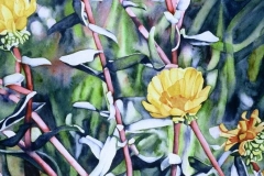 Bright Scent of Gumweed. Watercolour on paper, 30" x 22". Private Collection