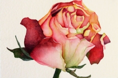 2024-Paper-Roses-1