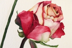 2024-Paper-Roses-2