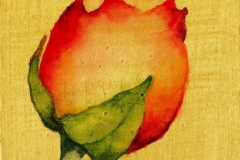 Glimpse-1