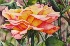 2025-Irish-Rose-1-scaled