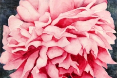 2_2025-Peony-Pink-Burst