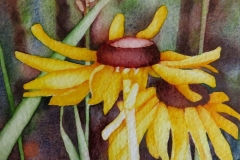 Prairie-Notes-Rudbeckia
